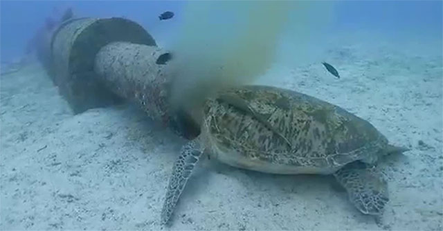Rùa biển chui đầu vào ống nước ăn chất thải