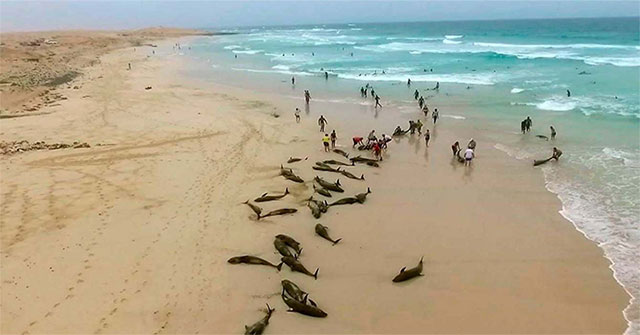136 chú cá heo bị mắc kẹt, chết thảm trên bờ biển Tây Phi chưa rõ nguyên nhân