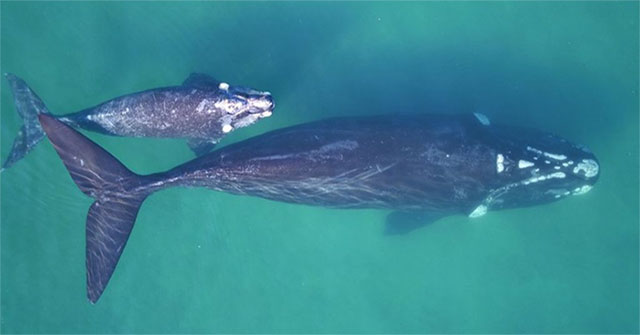 Làm cách nào cân một con cá voi 190 tấn đang bơi trên biển?