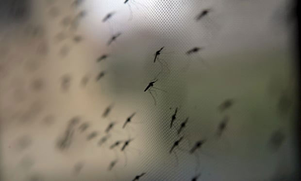 Muỗi đang được nuôi tại một cơ sở nghiên cứu ở Nairobi, Kenya.