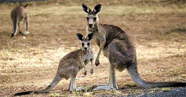 Kangaroo ăn xác đồng loại để lấy dưỡng chất