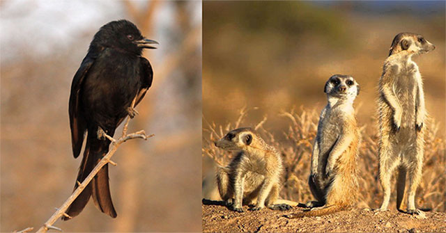 Kẻ lừa bịp đại tài của thế giới động vật: Xem chim Drongo “nẫng tay trên” của cả đàn cầy Meerkats