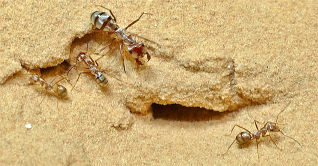 Loài kiến chạy nhanh nhất thế giới