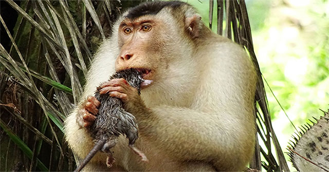 Khỉ ăn thịt chuột khiến nhà nghiên cứu kinh ngạc