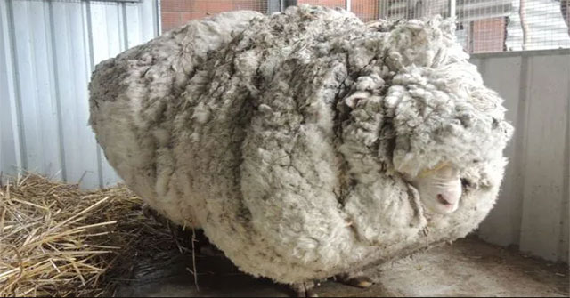 Sự ra đi của chú cừu Chris nổi tiếng về bộ lông khổng lồ nhất thế giới