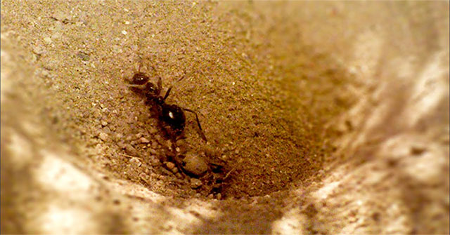 Loài côn trùng máu lạnh: Giăng bẫy cát, hút sạch thịt bên trong con mồi