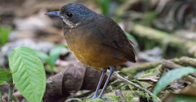 Phát hiện một loài chim mới "siêu nhút nhát" ở Colombia