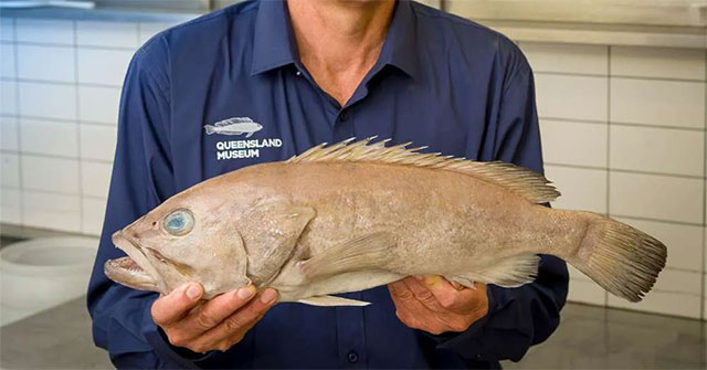 Phát hiện loài cá mới chưa từng được biết đến ở Úc