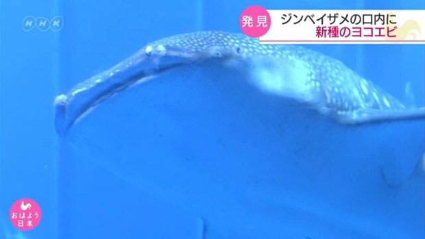 Cá mập voi Nhật Bản "nuôi" hơn 1.000 sinh vật trong khoang miệng.