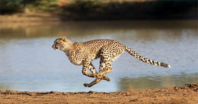 Báo đốm Cheetah có nguy cơ tuyệt chủng