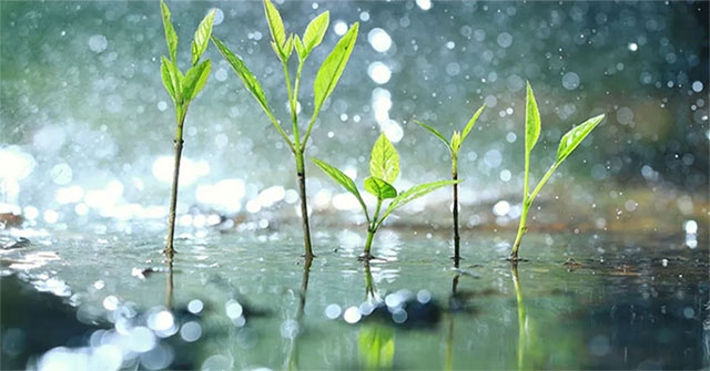 Thực vật biết… “hoảng loạn” khi trời mưa to
