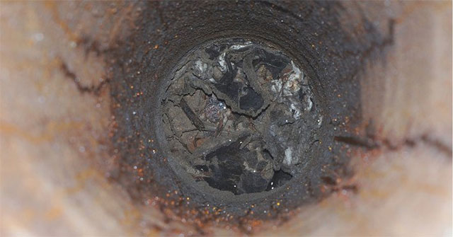 Đàn kiến triệu con ăn thịt đồng loại để sống sót trong boongke
