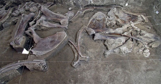 Phát hiện bẫy voi ma mút 15.000 năm tuổi ở Mexico