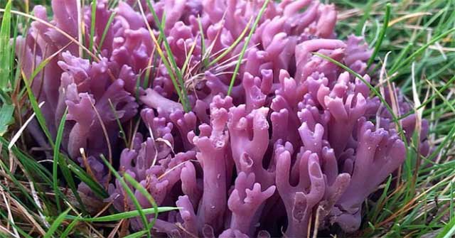 Nấm "san hô tím" quý hiếm được phát hiện ở miền Bắc xứ Wales