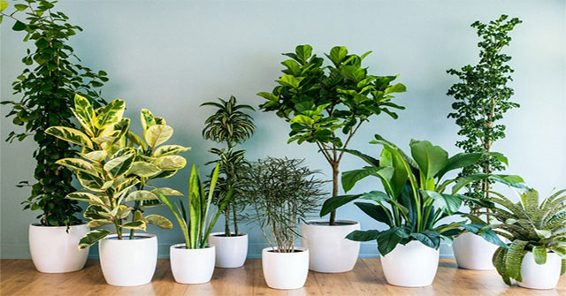 Nếu nghĩ trồng cây trong nhà có thể lọc sạch không khí, bạn đã sai!