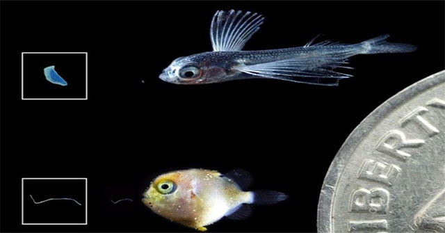Nhựa siêu nhỏ đe dọa cá con và nguồn thức ăn của người
