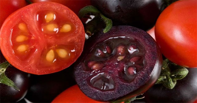 Phát triển giống cà chua tím biến đổi gene giàu anthocyanin
