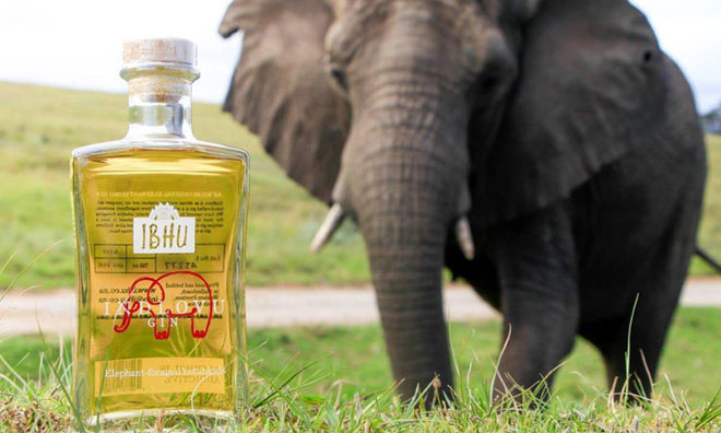 Rượu Indlovu Gin sản xuất từ phân voi châu Phi.