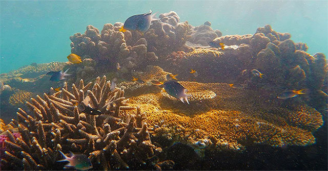Rạn san hô lớn nhất thế giới vào mùa sinh sản