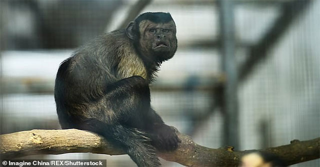 Khỉ mặt người ở Trung Quốc 19 năm không tìm được bạn đời
