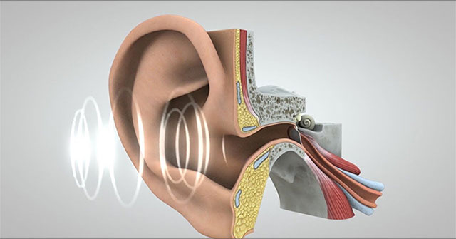 Hành trình đầy thú vị của âm thanh từ tai đến não bộ