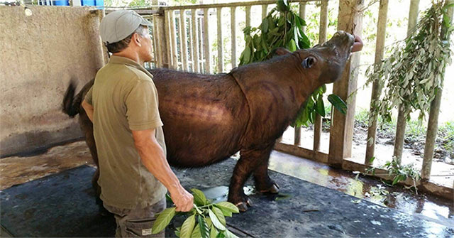 Con tê giác Sumatra cuối cùng ở Malaysia đã chết vì ung thư