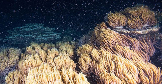 Phá vỡ sự "yên tĩnh ma quái", sử dụng âm thanh để phục hồi… các rạn san hô chết