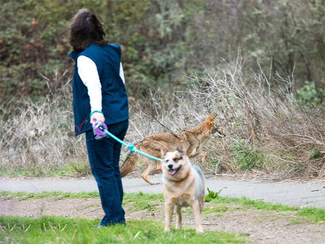 Một người gặp sói đồng cỏ khi đang dắt chó đi dạo ở San Francisco