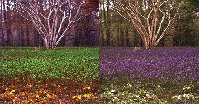 Công nghệ giúp con người nhìn thế giới qua đôi mắt động vật