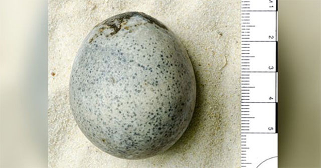 Phát hiện quả trứng gà 1.700 năm tuổi còn nguyên vẹn