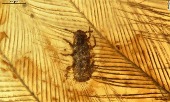 Picture 1 of Ancient lice trapped in amber 100 million years