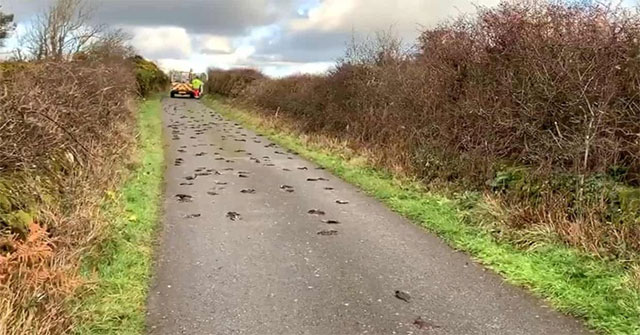 Chim sáo đá chết hàng loạt bí ẩn ở xứ Wales