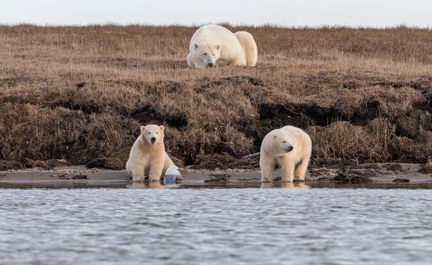 Picture 1 of The photo shook in Alaska