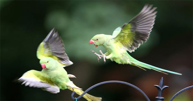 Hàng ngàn con vẹt xanh tự nhiên đổ bộ hàng loạt vào Anh Quốc