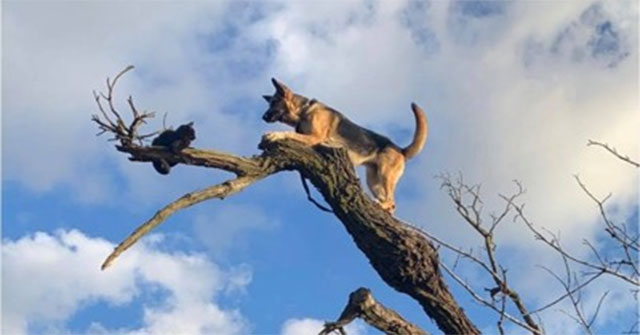 Chó mắc kẹt trên ngọn cây vì ham đuổi mèo
