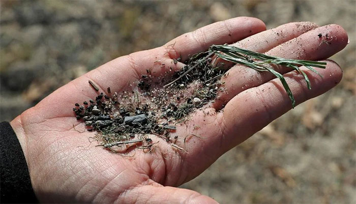 Những miếng cao su nhỏ rất khó phân hủy trong các thảm cỏ nhân tạo