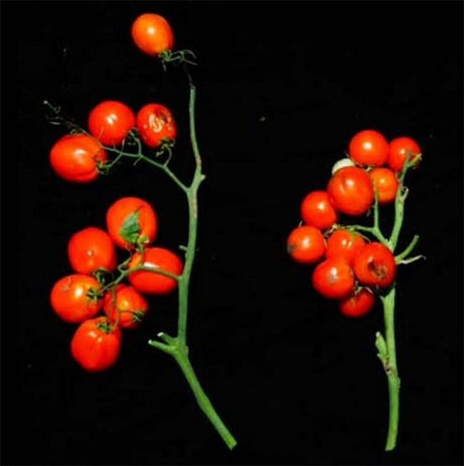 Cà chua sau khi chỉnh sửa gene có kích thước nhỏ hơn và số trái cũng nhiều hơn.