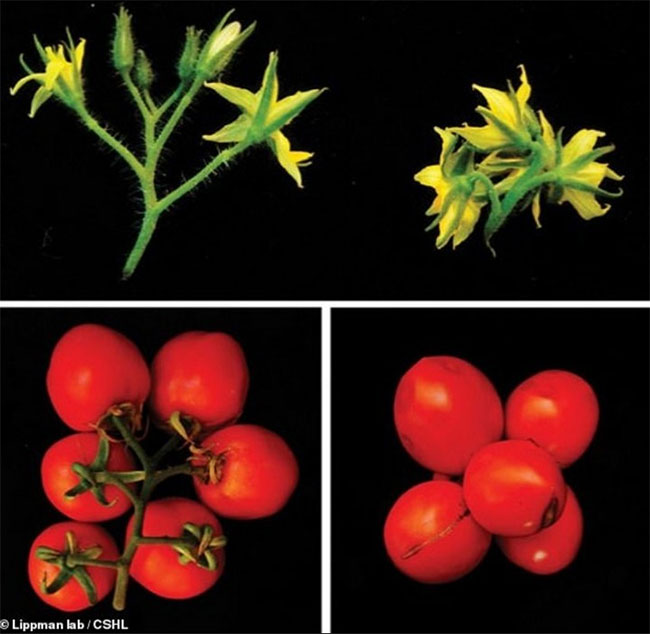 Hoa của cây cà chua thông thường (bên trái) và hoa của cà chua chỉnh sửa gene (bên phải) hoàn toàn khác