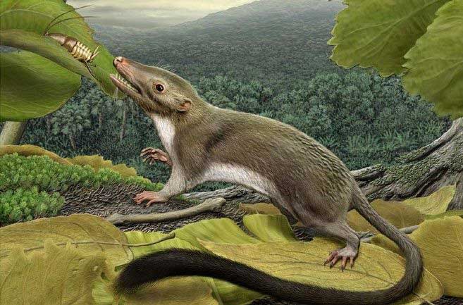 Động vật có vú nhỏ từ thời khủng long.