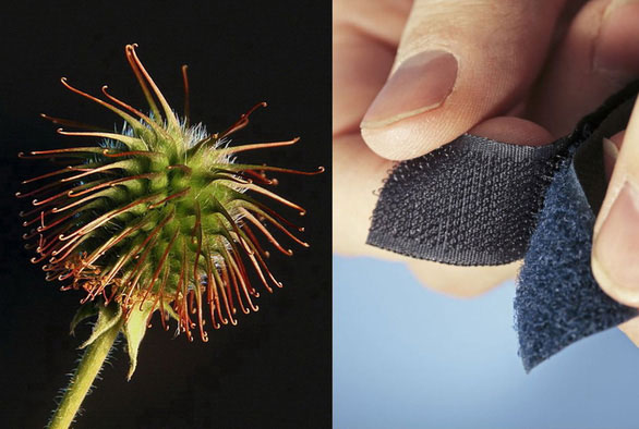 Hạt ngưu bàng là nguồn gốc của phát minh khóa dán Velcro