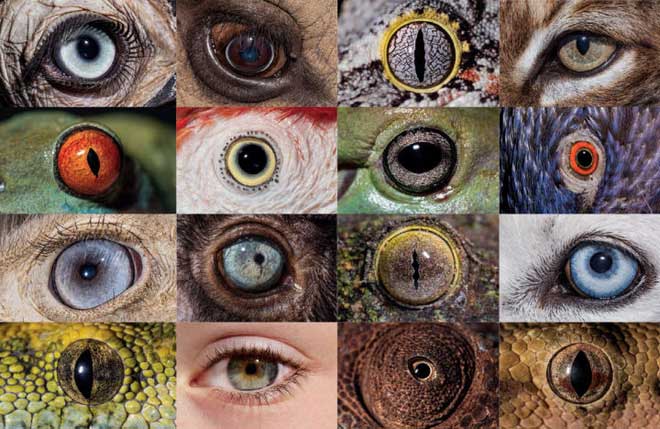 Nguồn gốc của mắt rất khó giải thích theo quan điểm tiến hóa.