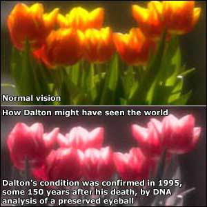 Quá trình nhận biết màu hoa qua con mắt của Dalton.