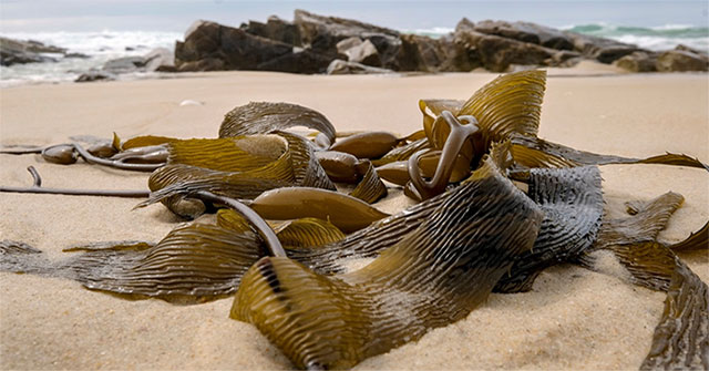 Australia nóng kỷ lục, biển thành "nồi lẩu" nấu chín nhiều sinh vật