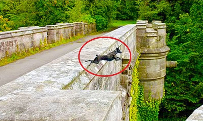 Cầu Overtoun là nơi diễn ra nhiều vụ tự sát của chó nuôi.