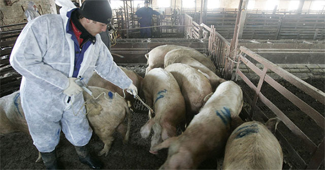 Trung Quốc có cách hay dùng điện trường ngăn dịch tả lợn châu Phi