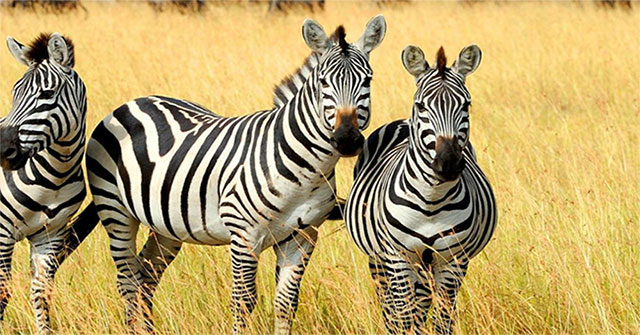 Tại sao ngựa vằn lại có… vằn?