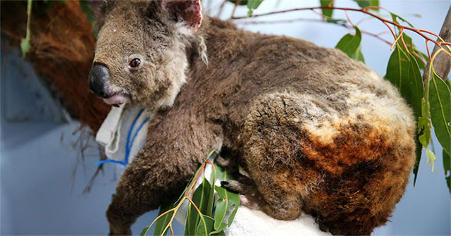 Gấu Koala sống sót ra sao sau vụ cháy rừng ở Australia?