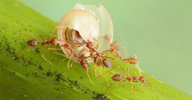 Vì sao những con kiến đi giật lùi về tổ, chúng đã làm điều đó bằng cách nào?