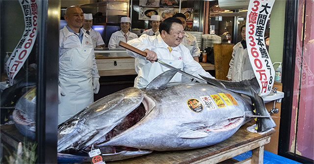 Vì sao cá ngừ vây xanh ở Nhật có giá hàng triệu USD?
