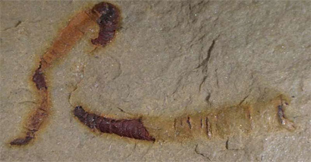 Phát hiện hóa thạch ruột động vật 550 triệu năm tuổi